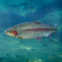 Rainbow Trout