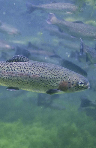 Trout Documentation